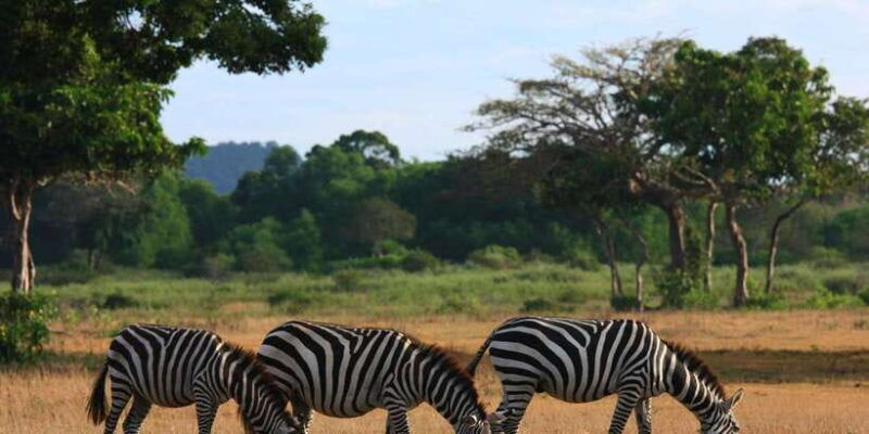 coron-black-island-calauit-private-safari-tour