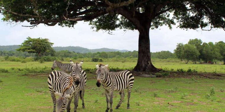 coron-black-island-calauit-private-safari-tour