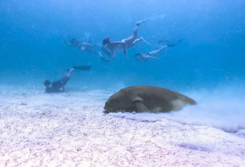 Coron: Dugong Watching and Snorkeling Tour with Lunch - The Real Value of This Tour