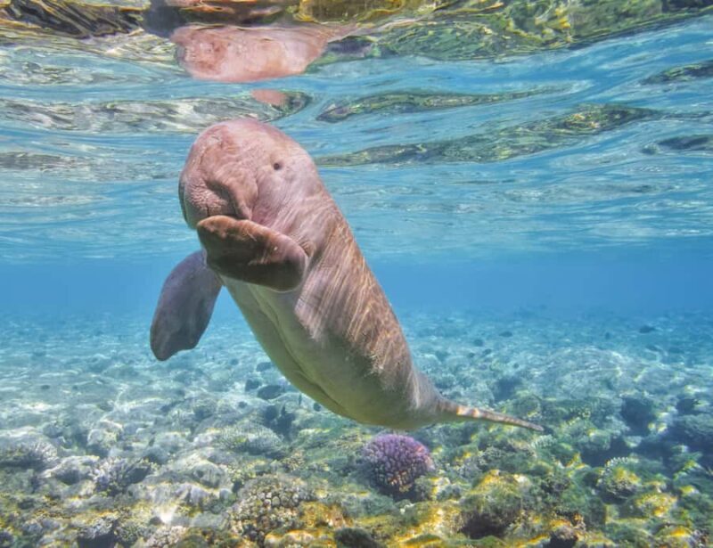 Coron: Dugong Watching and Snorkeling Tour with Lunch - Who Should Consider This Tour?