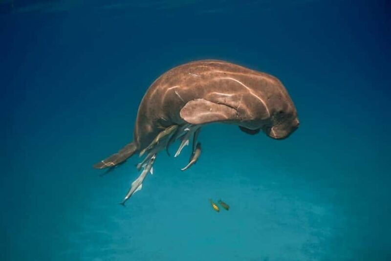 Coron: Dugong Watching and Snorkeling Tour with Lunch - FAQ