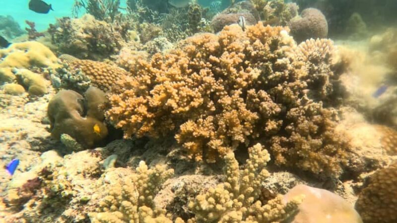 Coron: Dugong Watching Tour with Snorkeling - The Cost and Value