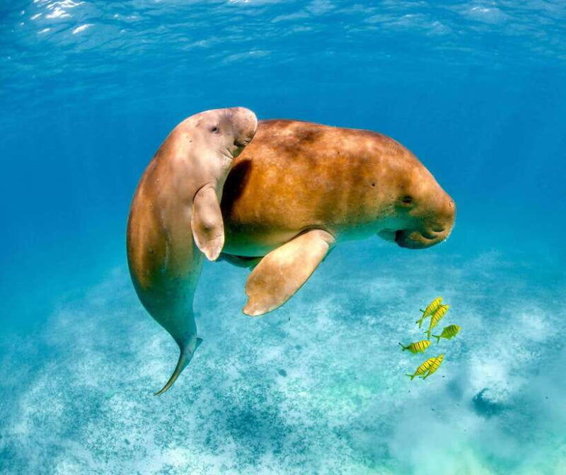 coron-dugong-watching-with-sea-turtle-and-coral-garden-tour