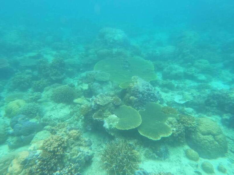 coron-dugong-watching-with-sea-turtle-and-coral-garden-tour