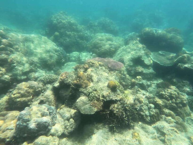 coron-dugong-watching-with-sea-turtle-and-coral-garden-tour