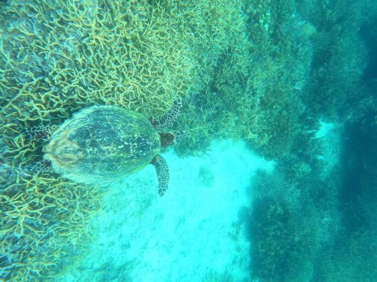 coron-dugong-watching-with-sea-turtle-and-coral-garden-tour