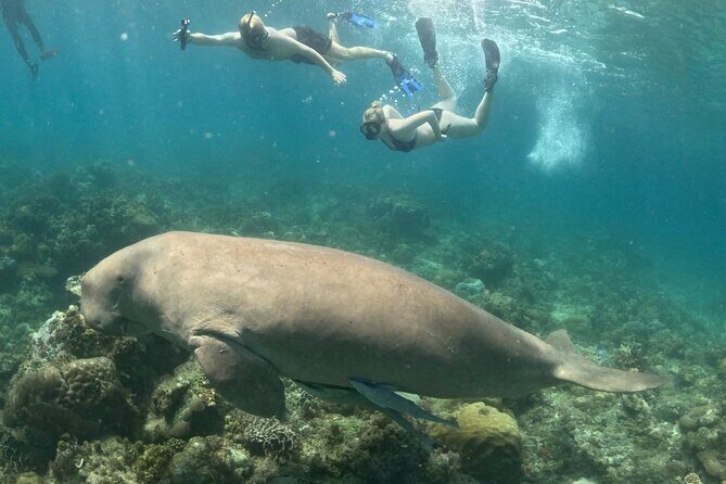 Coron Group Dugong and Turtle Watching with Lunch - Authentic Experience and Ethical Wildlife Encounters