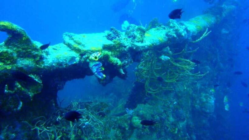 coron-reef-and-wrecks-tour-private-tour