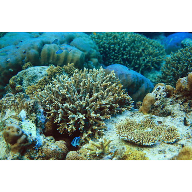 coron-reef-east-tangat-wrecks-tour-with-lunch