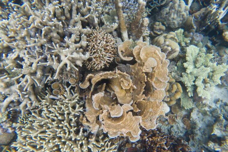 coron-tour-a-kayangan-lake-quin-reef-tour-with-lunch