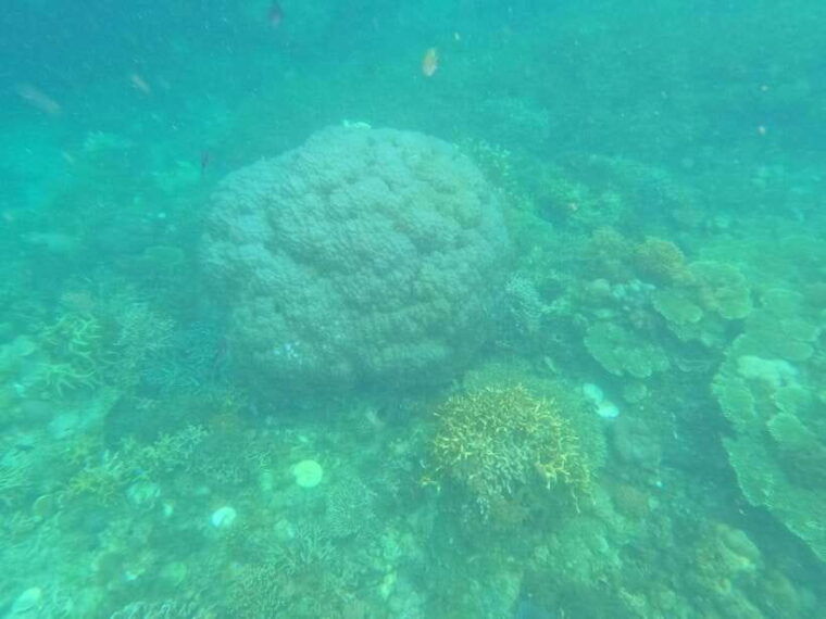 coronreef-and-wreck-2-japanese-wreck-and-pass-island-tour