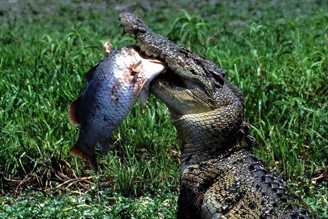 Corroboree Billabong 2.5 hour Lunch Cruise - Why This Tour Offers Great Value