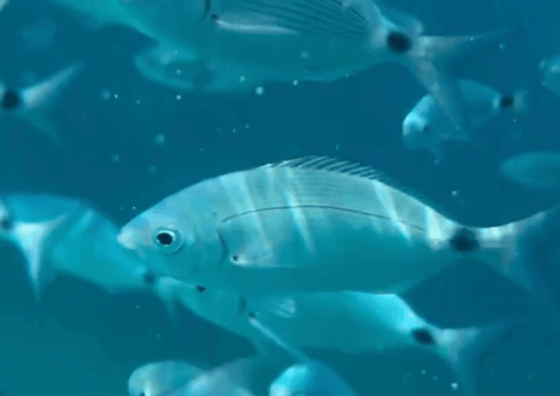 corsica-porticcio-private-catamaran-on-the-ajaccio-gulf