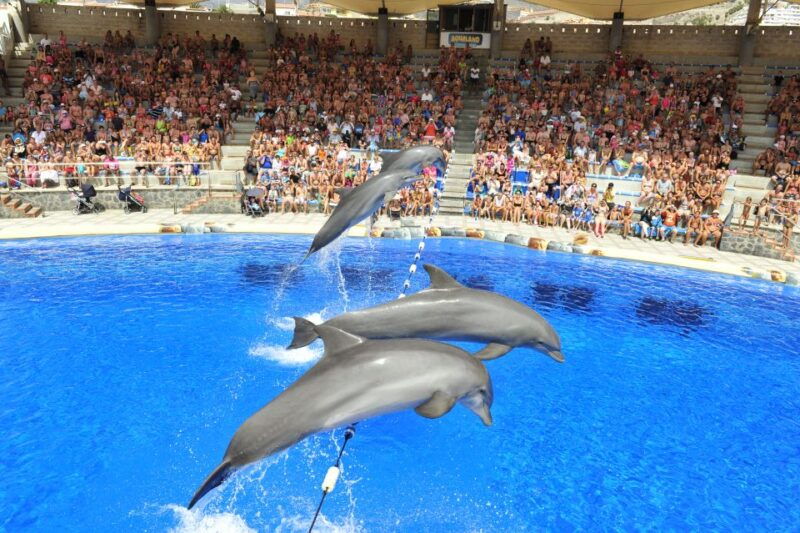 costa-adeje-aqualand-water-park-ticket-with-dolphin-show