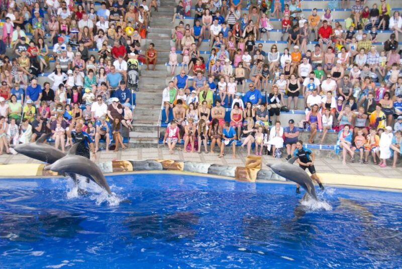 costa-adeje-aqualand-water-park-ticket-with-dolphin-show