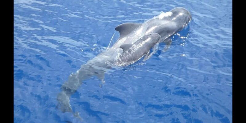 costa-adeje-whale-and-dolphin-cruise-with-food-and-pickup