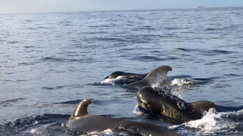 costa-adeje-whale-and-dolphin-cruise-with-food-and-pickup