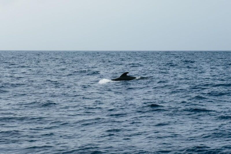 costa-adeje-whale-dolphin-eco-cruise-with-snacks-drinks