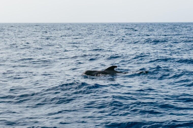 costa-adeje-whale-dolphin-eco-cruise-with-snacks-drinks