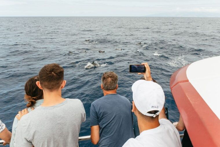costa-adeje-whale-dolphin-submarine-vision-mini-cruise