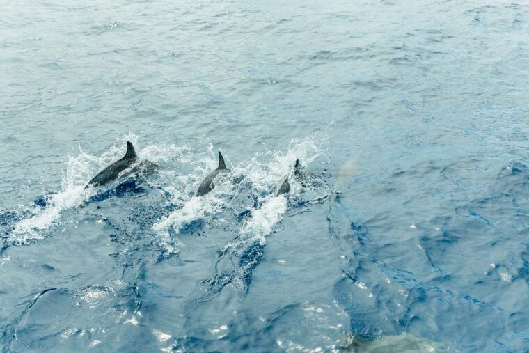 costa-adeje-whale-dolphin-submarine-vision-mini-cruise
