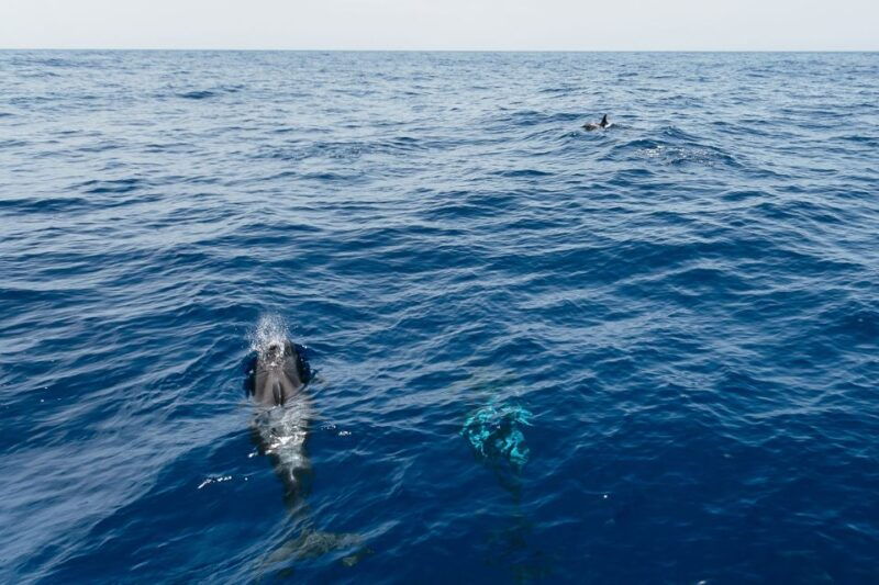 costa-adeje-whale-watching-catamaran-tour-with-drinks