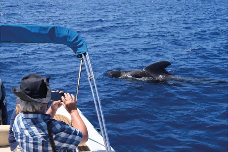 Costa Adeje: Whale Watching Eco Experience with Hydrophone. - Why This Tour Is Worth Considering