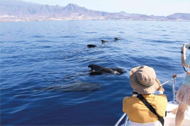 costa-adeje-whale-watching-eco-experience-with-hydrophone