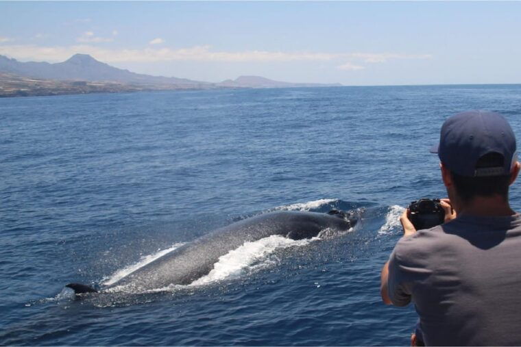 costa-adeje-whale-watching-eco-experience-with-hydrophone
