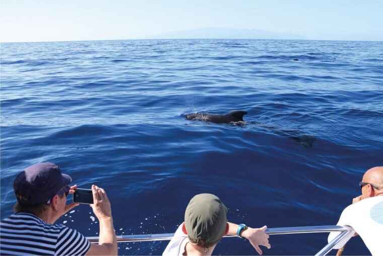 costa-adeje-whale-watching-eco-experience-with-hydrophone