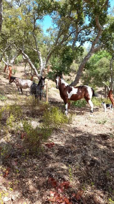 Costa Alentejana: Horse tour in Serra de Grândola - Highlights of the Tour