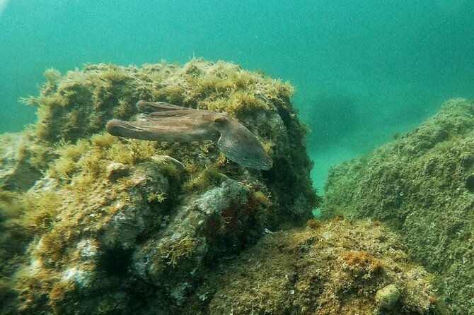 costa-brava-scuba-diving-tour-lunch-and-a-visit-to-tossa-de-mar-2