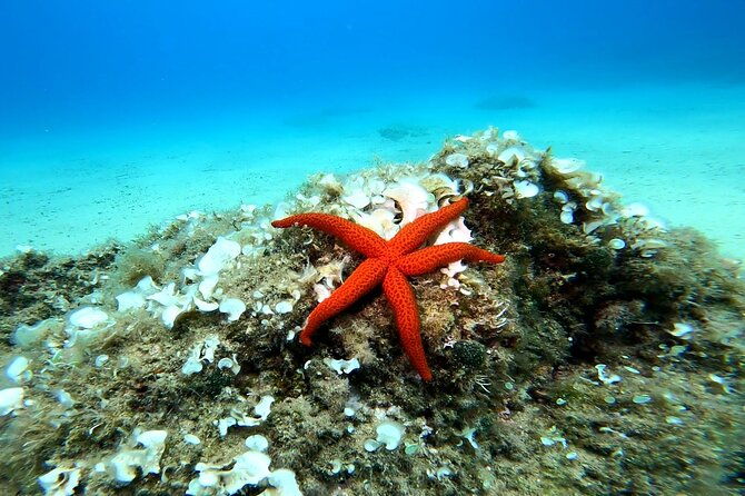 costa-brava-scuba-diving-tour-lunch-and-a-visit-to-tossa-de-mar