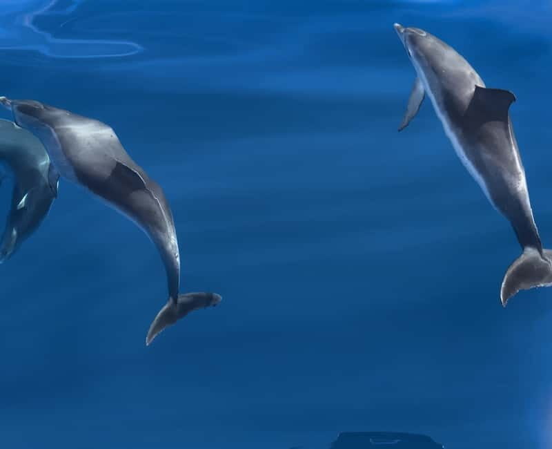 Costa Calma: Fuerteventura Dolphin Watching Boat Tour - Costa Calma: Fuerteventura Dolphin Watching Boat Tour