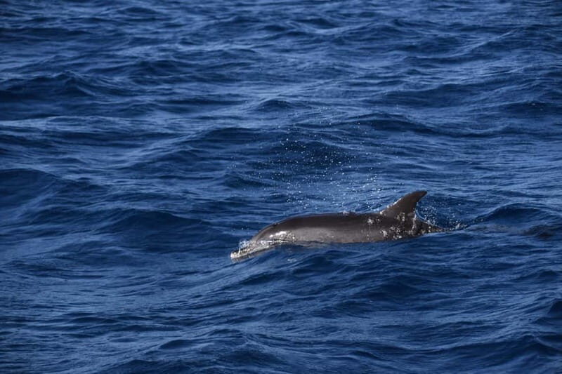 Costa Calma: Fuerteventura Dolphin Watching Boat Tour - The Wildlife & Scenic Highlights