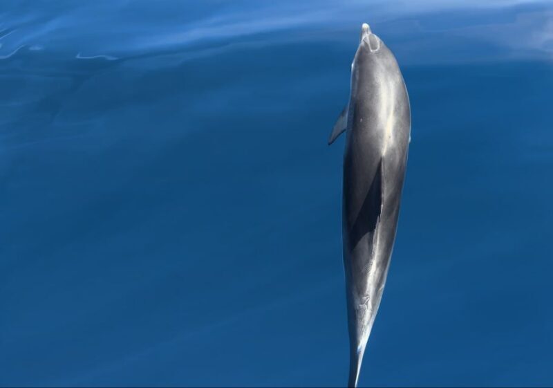 Costa Calma: Fuerteventura Dolphin Watching Boat Tour - Practical Details