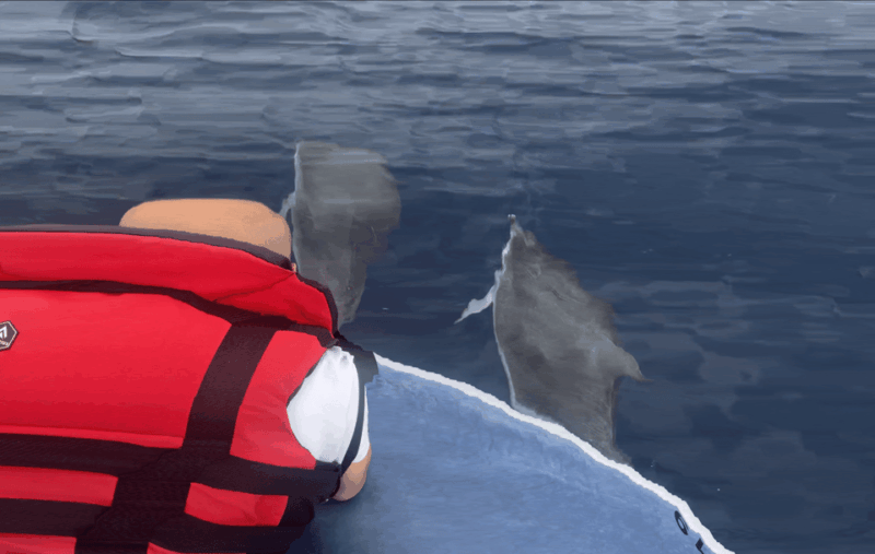 costa-calma-fuerteventura-dolphin-watching-zodiac-boat-tour