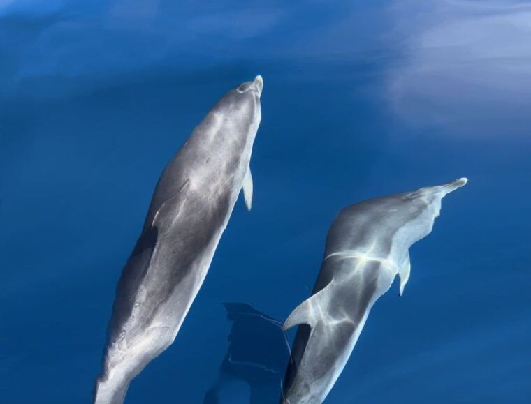 costa-calma-fuerteventura-dolphin-watching-zodiac-boat-tour