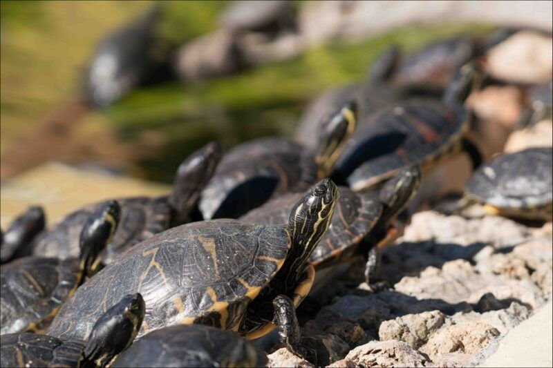 costa-den-blanes-entry-ticket-for-marineland-mallorca