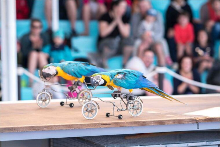 costa-den-blanes-entry-ticket-for-marineland-mallorca