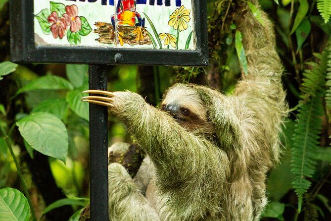 costa-rica-6-in-1-aerial-tram-rainforest-adventure