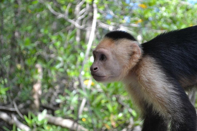 costa-rica-mangrove-monkey-tour
