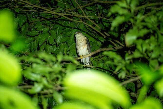 costa-rica-night-walk-tour