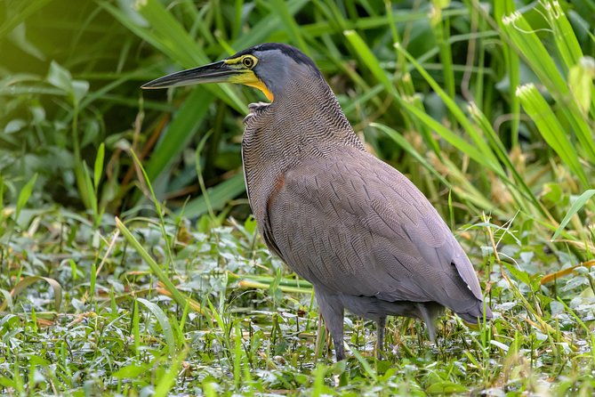 costa-rican-wildlife-palo-verde-national-park-private-tour