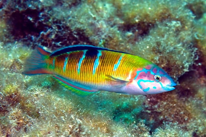Costa Teguise: Guided 2-hour Snorkeling Tour for all levels - Key Points