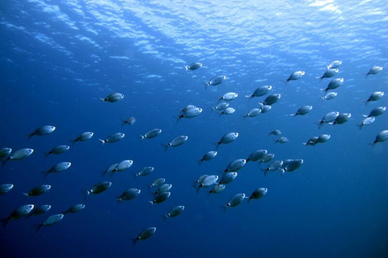 costa-teguise-snorkeling-tour-with-instructor-equipment