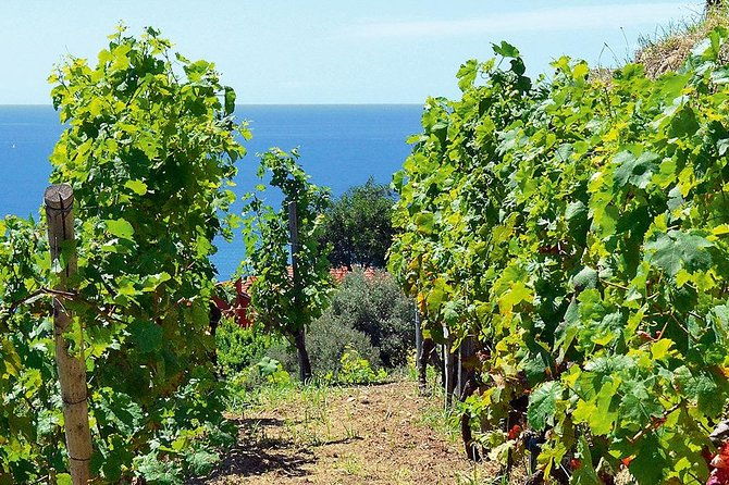 cotes-de-provence-wine-day-tour-8-hours