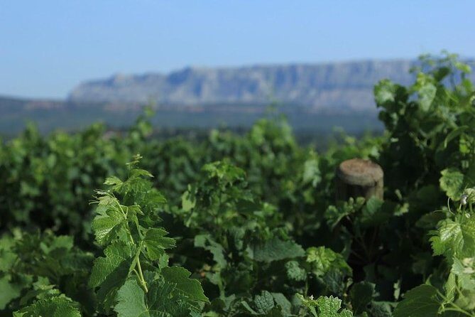 Cotes de Provence Wine Tour from Aix-en-Provence - The Experience in Detail
