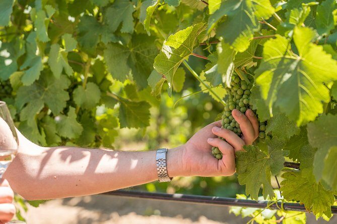 Cotes de Provence Wine Tour from Aix-en-Provence - Final Thoughts