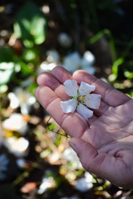 Cotignac: Botanical walk with a herbalist - Key Points